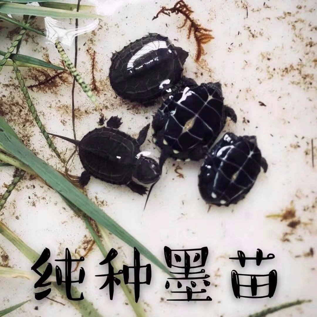 黑腹墨龟苗活体全黑小乌龟外塘中华草龟苗镇宅长寿顶墨苗