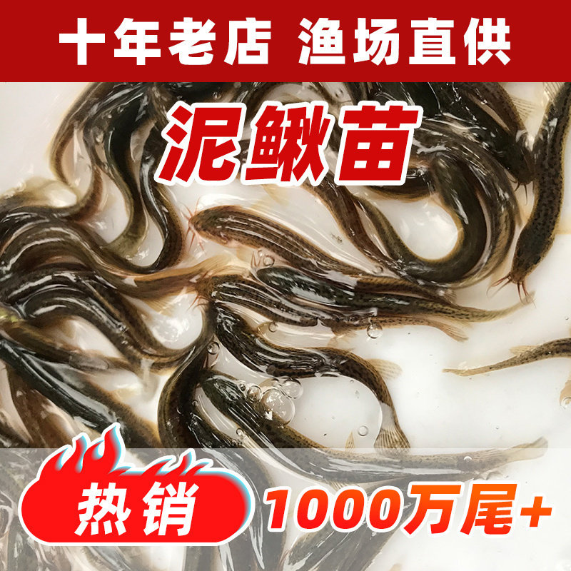 泥鳅苗台湾泥鳅养殖鱼苗本地泥鳅筏钓金鳅淡水活体包邮大种泥鳅