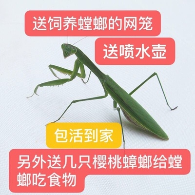 中华大刀螳螂圆盾螳螂兰花幽灵广斧活体宠物卵夹爬宠虫活体