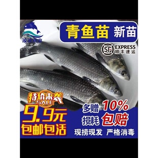 青鱼苗大规格螺蛳青苗乌青黑鲩草鱼优质四大家鱼冷淡水养殖包邮