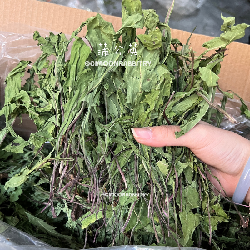 26年新蒲公英兔草夏季降暑500g净重龙猫荷兰猪消炎保健零食草