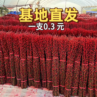 银柳真花鲜枝年宵花卉红色干枝银柳水培植物干枝红柳室内装饰摆件