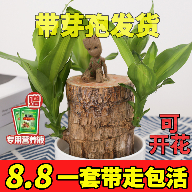 幸运巴西木格鲁特办公室桌面带芽