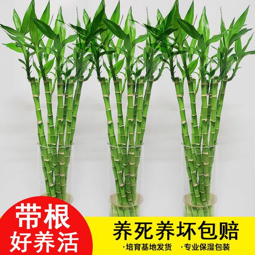 带根开运竹直竹富贵竹转运竹水培植物室内小盆栽客厅盆景好养活