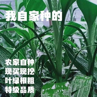 富贵竹带根叶大根粗水培植物办公室卧室绿植产地直采直发招财旺宅
