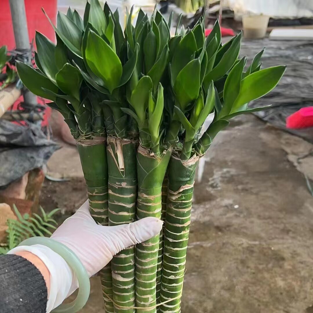 龙竹带根多头粗大办公室客厅水培植物