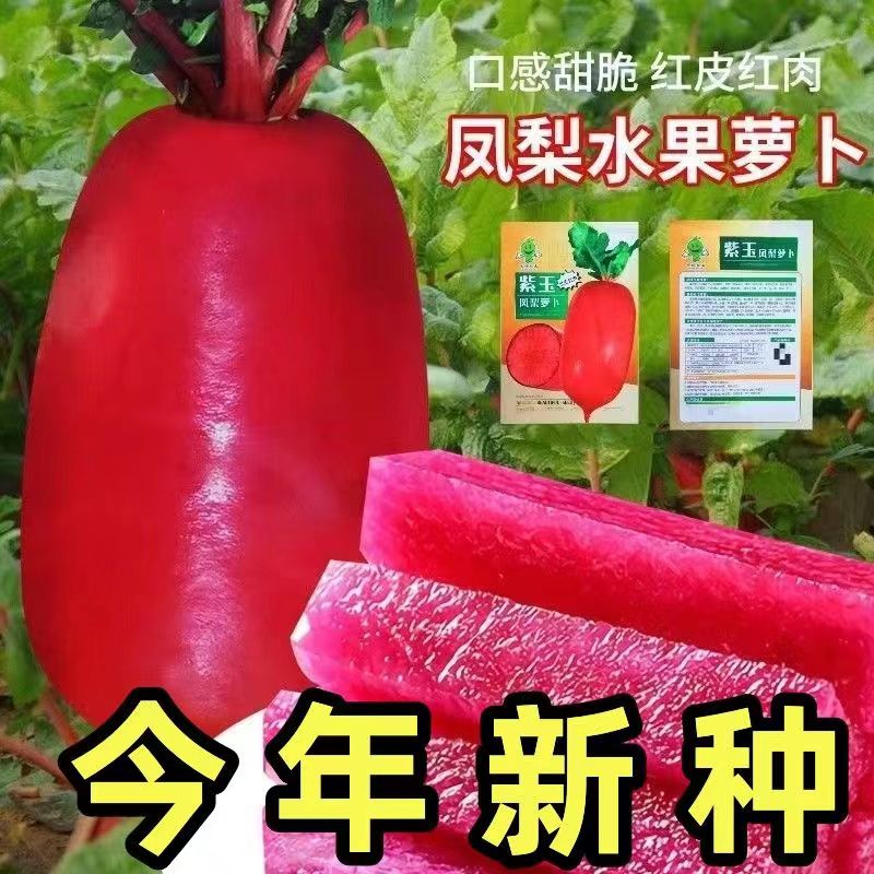 凤梨水果红心萝卜种子高产生吃满堂红心里美春秋夏季四季蔬菜种籽