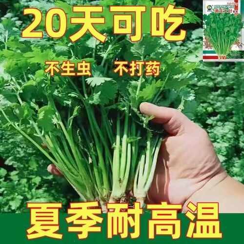 四季阳台盆栽农家芫荽种籽免破壳