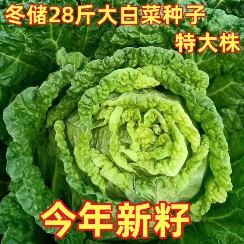 冬储28斤大白菜种子腌菜