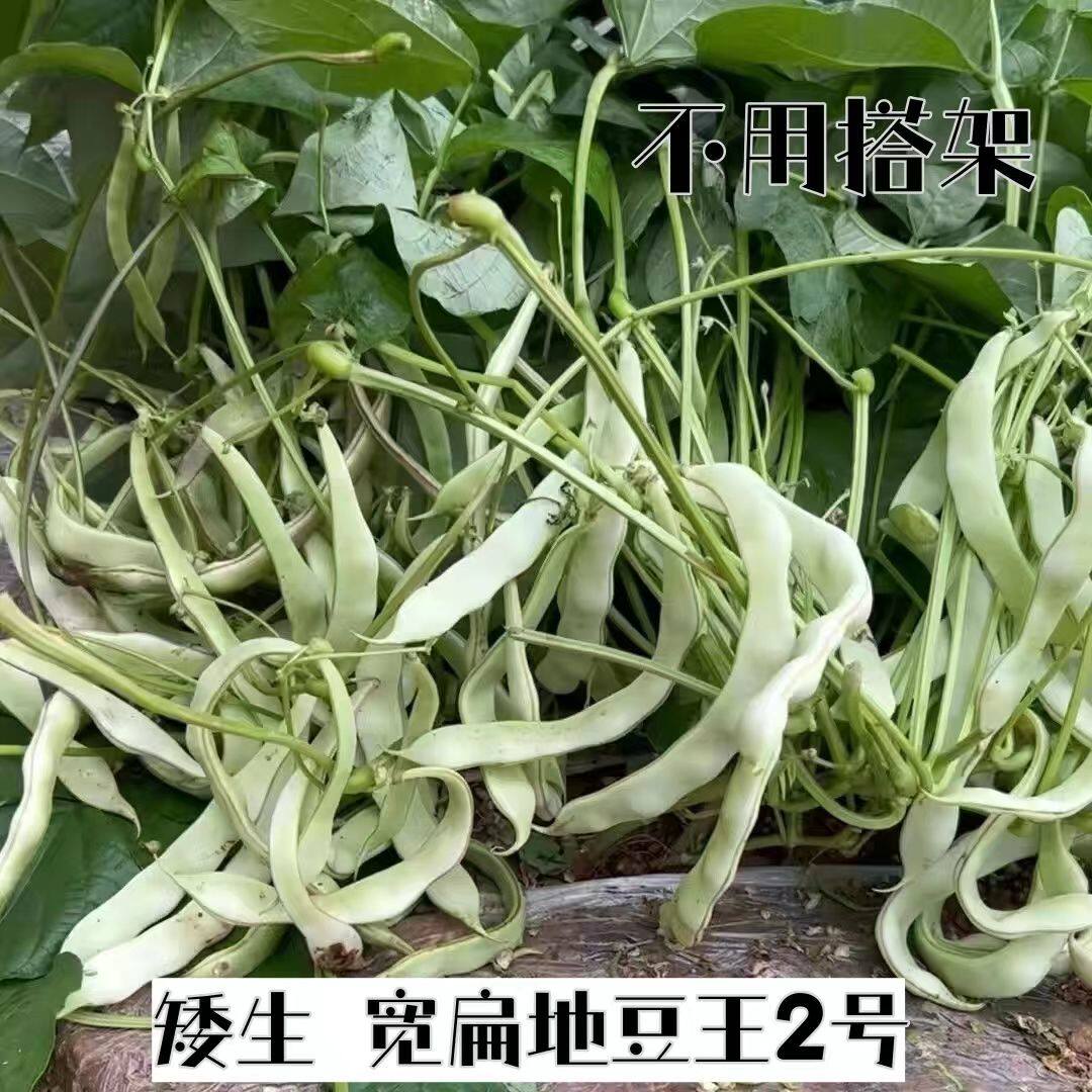 地豆王二号豆角种子不搭架宽荚白莲宽扁种籽无架白不老高产春秋播