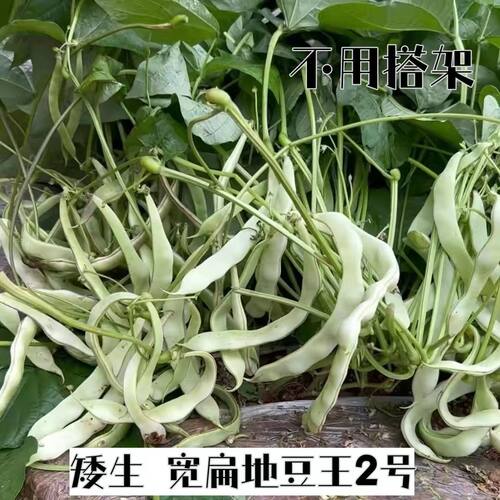 地豆王二号豆角种子不搭架宽荚白莲宽扁种籽无架白不老高产春秋播