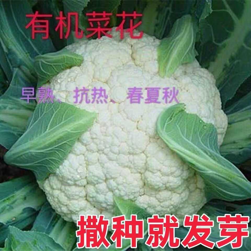 新鲜花菜农家自种时令蔬菜青梗花椰菜西兰花