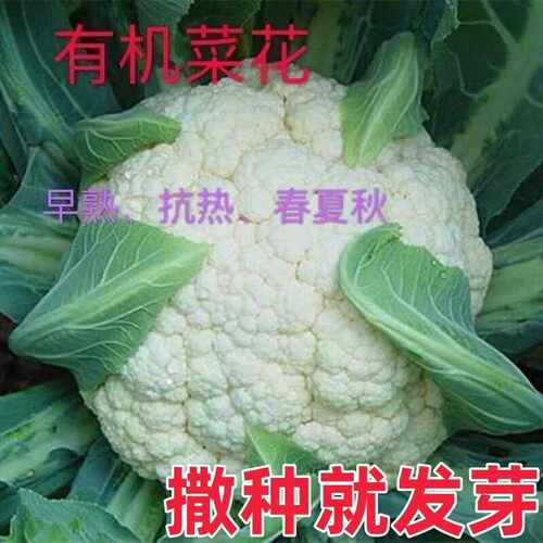 新鲜花菜农家自种时令蔬菜青梗花椰菜西兰花