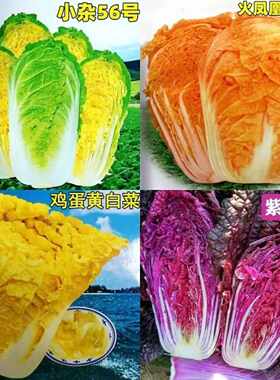 耐热耐寒抗病高产四季可生吃蔬菜