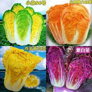 蔬菜大白菜耐热耐寒抗病高产可生吃白菜种子蔬菜四季彩色橘红心
