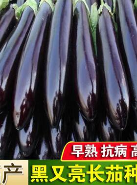 蔬菜种子日本黑贵人长茄种子线茄子种子露天大棚四季种植盆栽