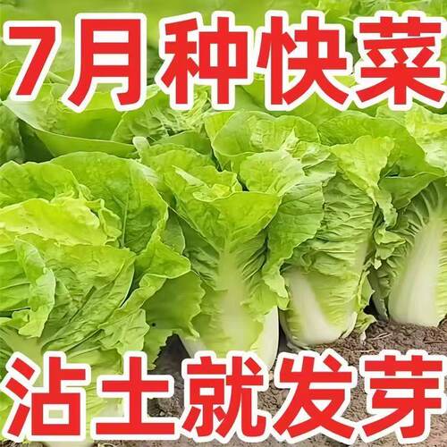 黄心速生快菜四季奶油小白菜