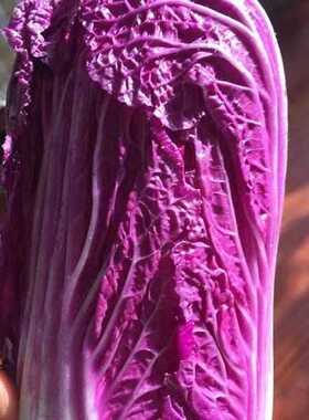 营养紫白菜种子里外紫色大白菜四季播种庭院田地农科院有机蔬菜籽