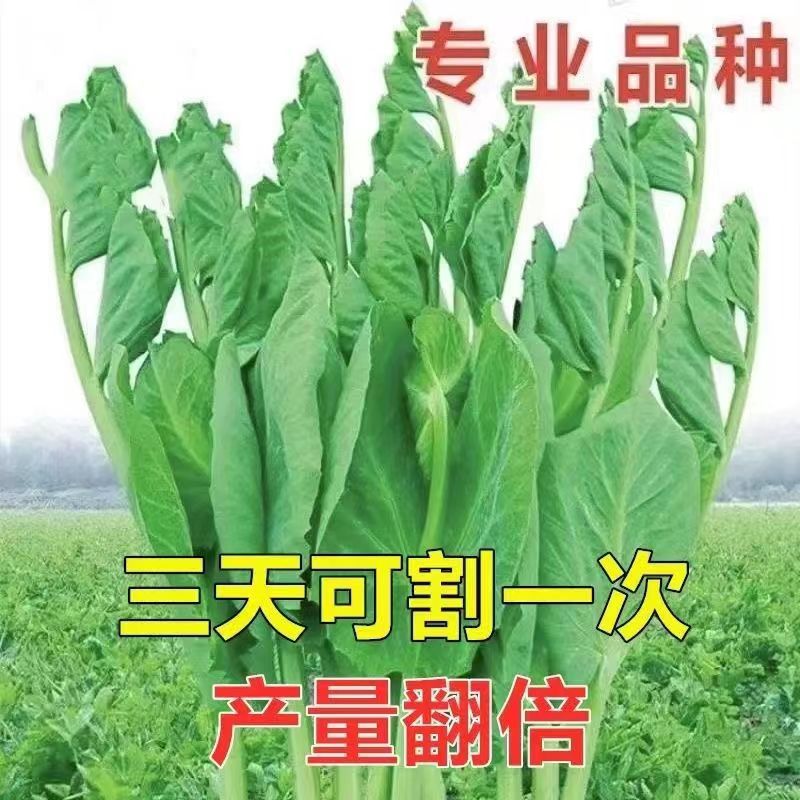 【割完又长】无须豌豆苗种子特大豌豆尖可水培芽豌豆尖芽苗菜种子