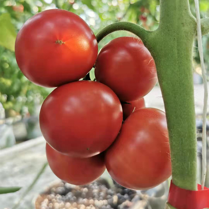 原味一号西红柿种子水果番茄种籽种儿时味道草莓原味番茄铁皮柿子