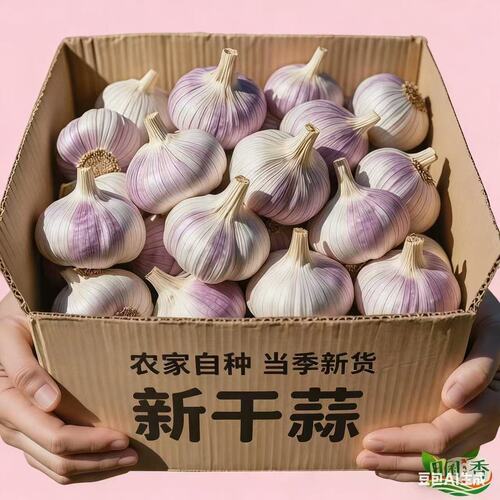 【坏果包赔】干大蒜新鲜新晒紫白皮大蒜头款产地大蒜2026新鲜大蒜