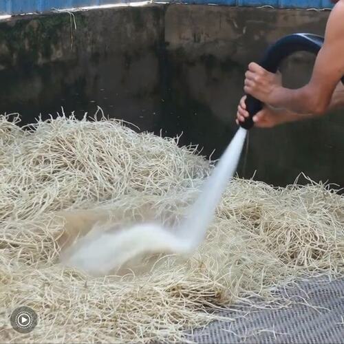 【洗净】现挖新鲜鱼腥草嫩根折耳根农家特产可凉拌当季蔬菜