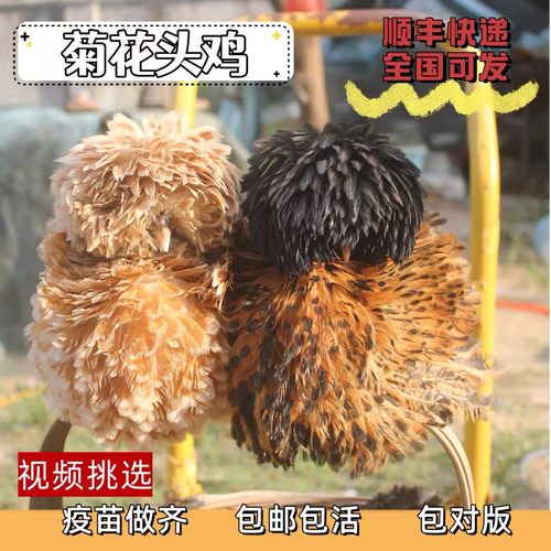 菊花头鸡苗翻毛帽子鸡种蛋可孵化观赏鸡受精蛋宠物鸡网红鸡活体