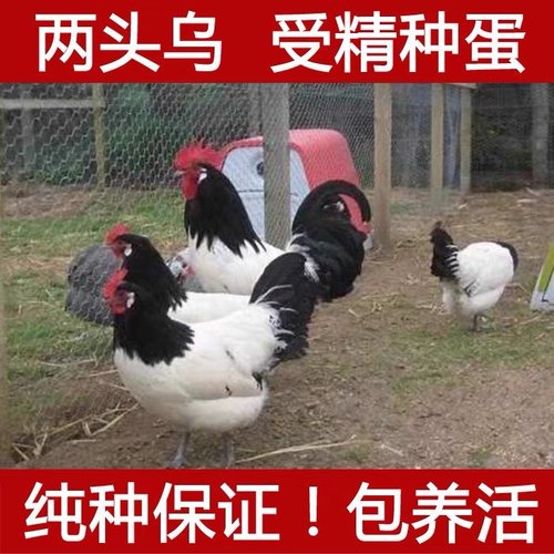 两头乌种蛋红色两头乌观赏鸡宠物鸡可孵化受精种蛋包纯种包受精率