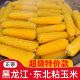 东北黑龙江黄糯玉米软糯香甜独立真空包装 0添加玉米粗粮黄玉米