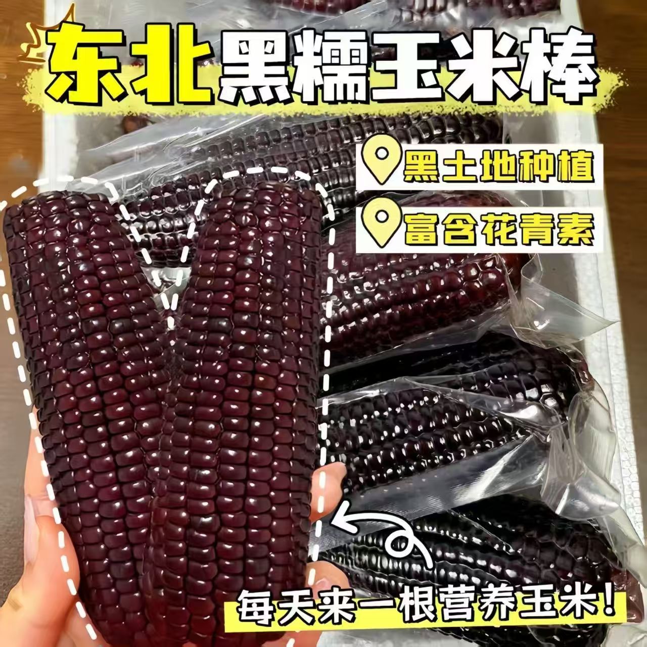 【粗粮】新东北特产真空包装黑糯玉米甜糯玉米棒黑玉米非转基因