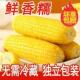 整10根 正宗东北黄玉米黄糯玉米真空黏糯玉米甜糯加热即食