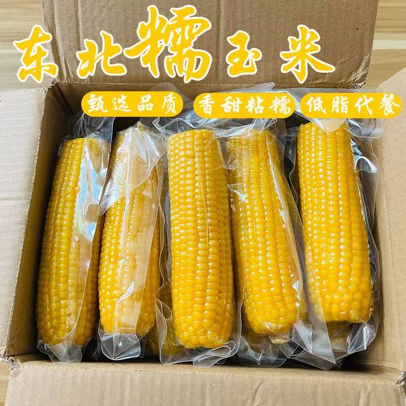 【厂家冲量】10大棒东北糯玉米新鲜香甜糯玉米独立真空包装整箱