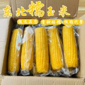 10大棒东北糯玉米新鲜香甜糯玉米独立真空包装 厂家冲量 整箱