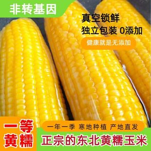 东北大黄糯玉米 整箱黄玉米锁鲜代餐早餐大棒香糯玉米 真空精装