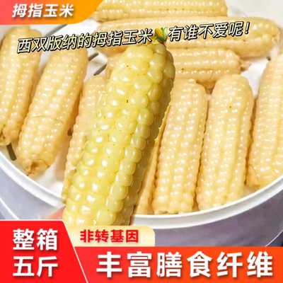 拇指玉米云南西双版纳