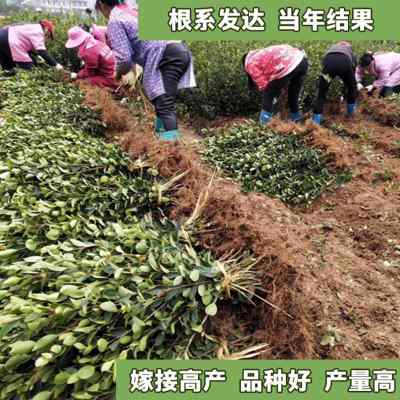 油茶苗长林高产嫁接油茶树苗山茶油树苗茶子苗杂交茶树苗白花大果