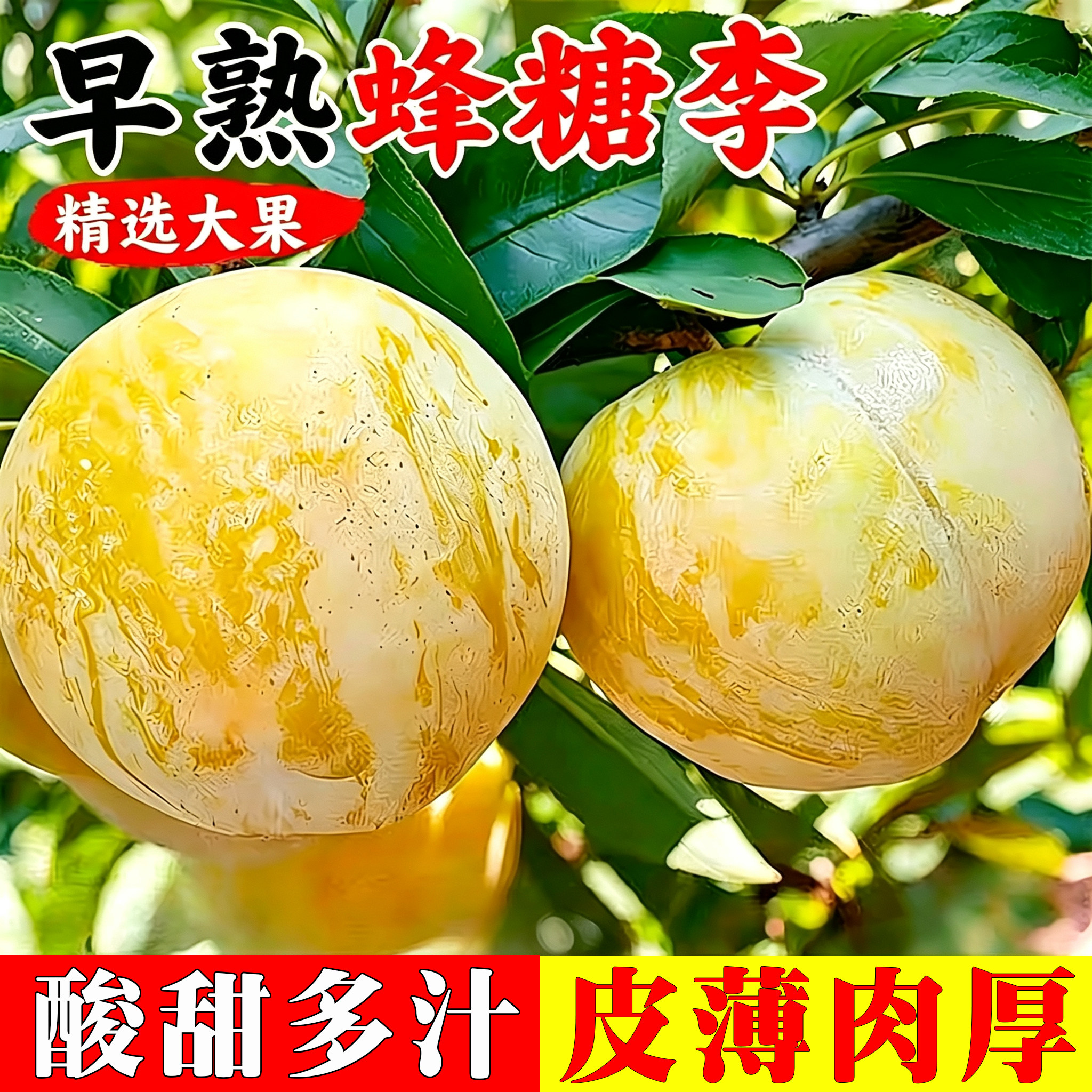 李子新鲜水果湖北蜂糖黄李子农家果园直发现摘孕妇三华李整箱包邮