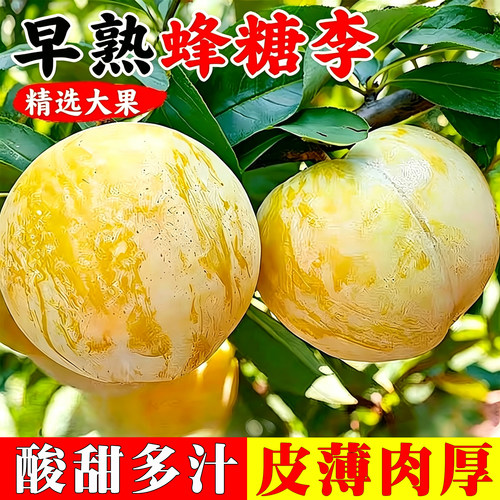 李子新鲜水果湖北蜂糖黄李子农家果园直发现摘孕妇三华李整箱包邮