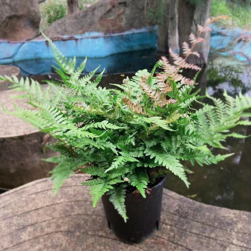 彩虹蕨红盖鳞毛蕨室内盆栽庭院花园观叶植物假山鱼池配景耐寒好养