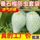 番石榴套袋防虫网芭乐一体网袋泡沫水果网套100套批发石榴专用袋
