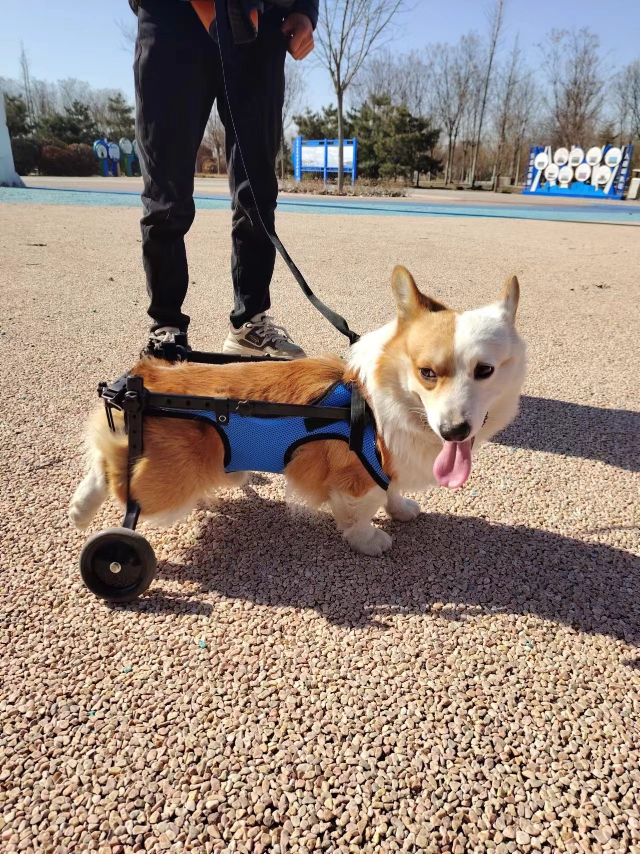 狗轮椅后肢瘫痪宠物代步车残疾狗狗后腿辅助猫泰迪大型小型犬支架