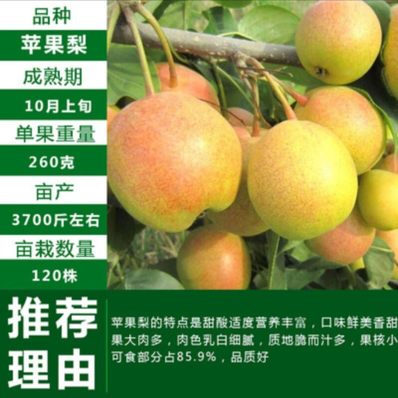 [苹果梨树苗]梨树冰糖雪梨红梨果树苗果苗盆栽地栽耐寒南北方种