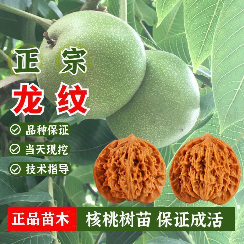 【龙纹核桃苗】嫁接纸皮文玩核桃树苗南北方种植高产耐寒当年结