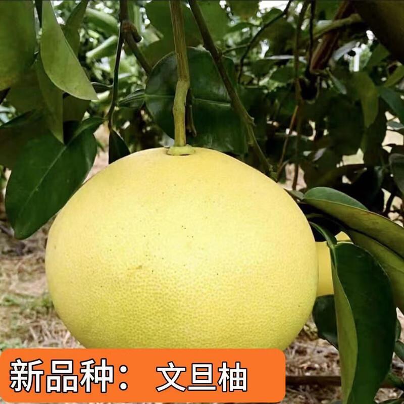 【文旦柚子树苗】薄皮红心柚子果树苗大果沙田柚盆地栽南北方种植