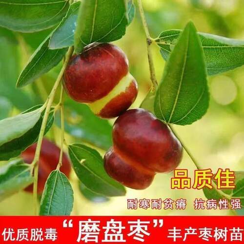 正宗磨盘枣苗嫁接枣树苗大果耐寒庭院盆栽室外地栽南北方种植枣苗