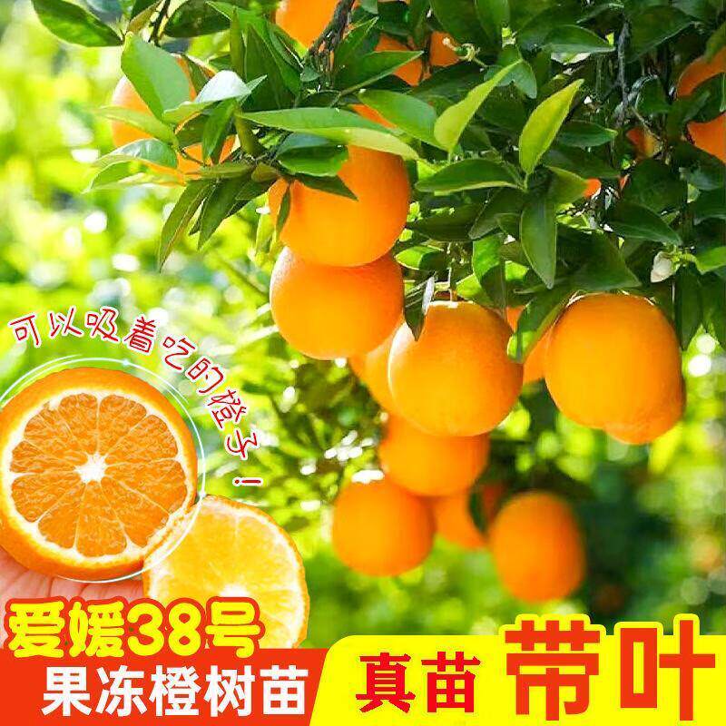 爱媛38号橙子树苗正宗嫁接高产大果南被方种植红光橙血橙脐橙果苗