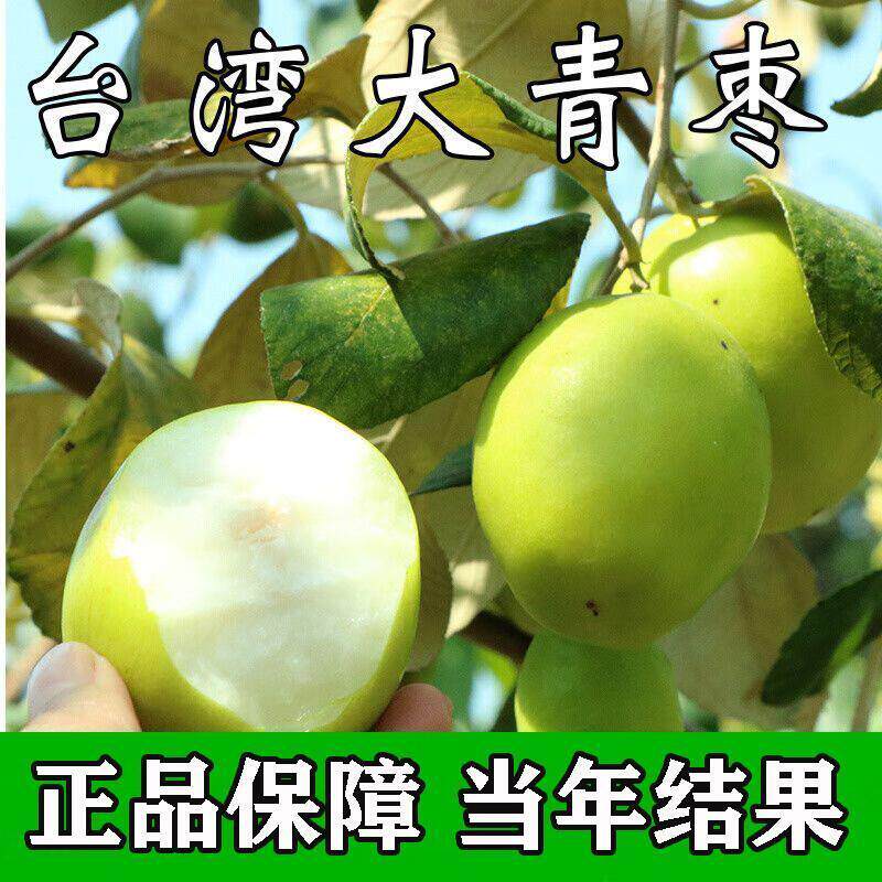 [台湾大青枣苗]沾化冬枣树苗特大枣苗冰糖枣果树苗耐寒南北方种植
