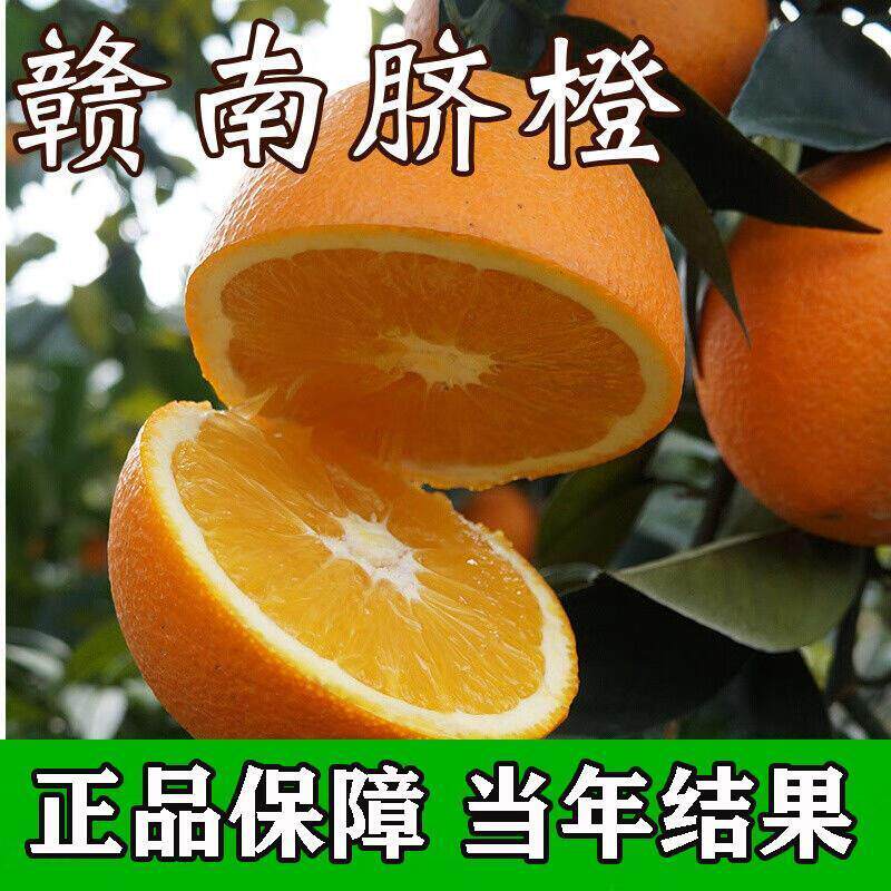 [赣南脐橙子树苗]正宗嫁接高产大果南被方种植红光橙血橙脐橙果苗
