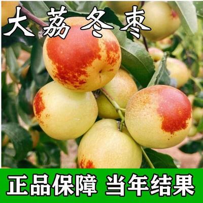 [大荔东枣树苗]沾化冬枣树苗特大枣苗冰糖枣果树苗耐寒南北方种植