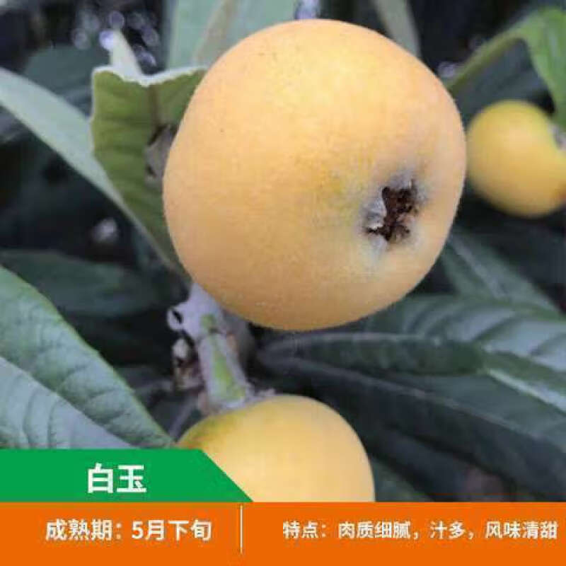 [白玉枇杷树苗]洞庭白沙无核枇杷树嫁接枇杷苗当年结果南北方种